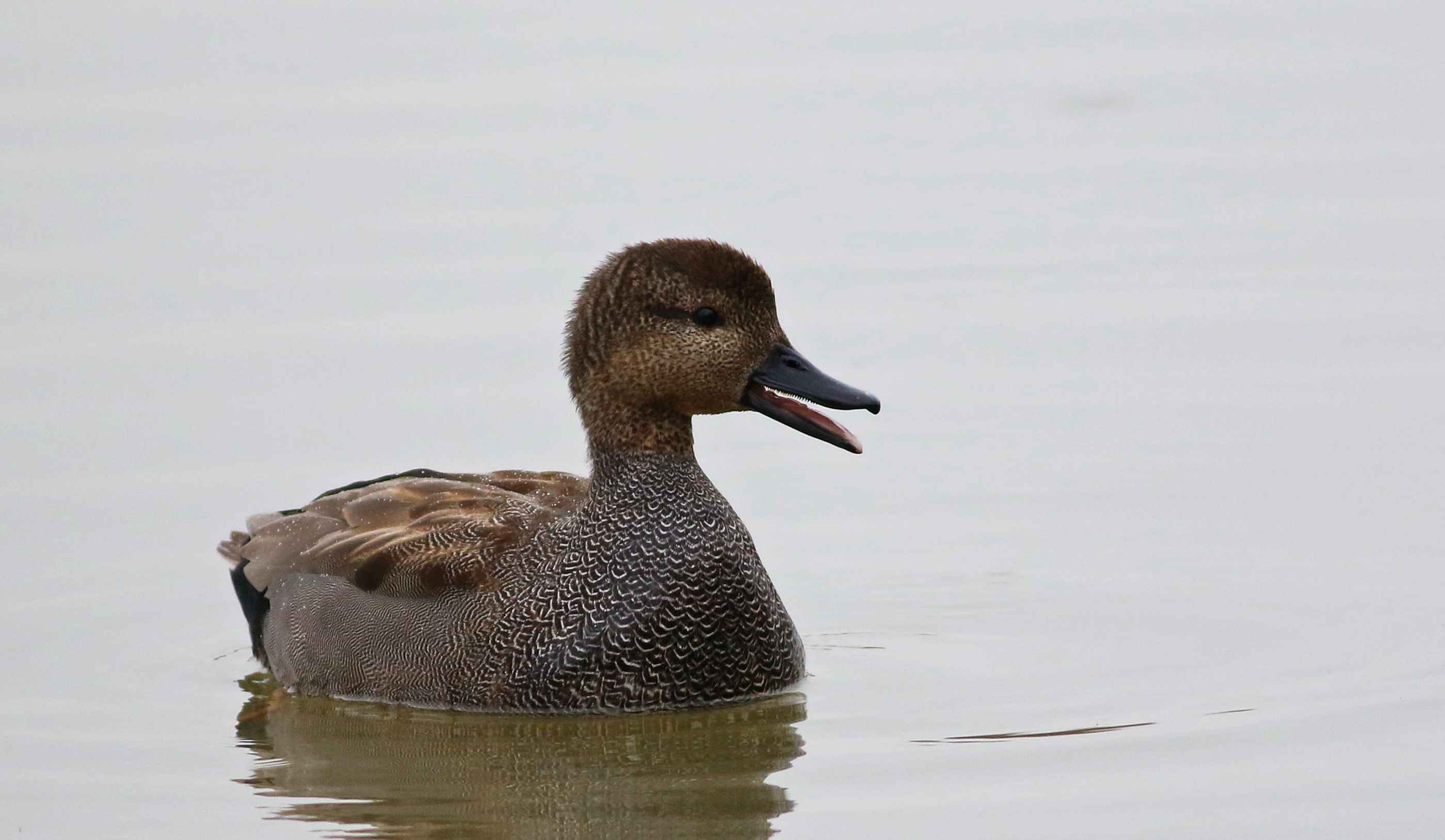 Gadwall